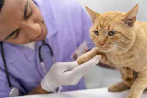 Veterinarian examines the infected paw of this cat