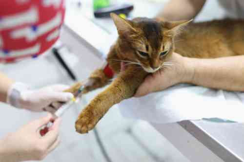 Blood is taken by a cat in order to diagnose its problem