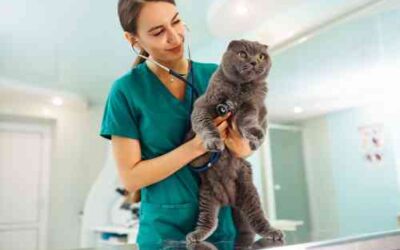 What to expect when you visit a veterinarian