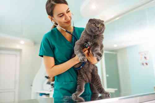 veterinarian is examining a cat