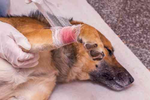 A dog with an injury on its paw needs to go to the emergency verterinarian