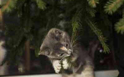 Is a christmas tree poisonous to cats?