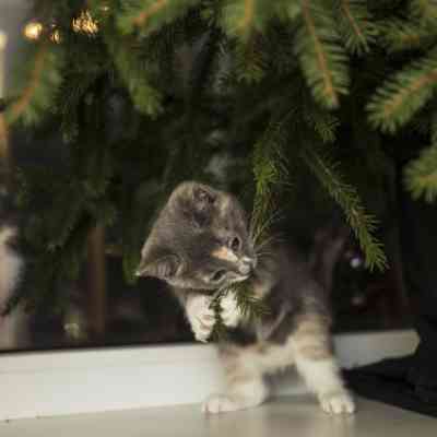 a cat is playing with a poisonous christmas tree branch.