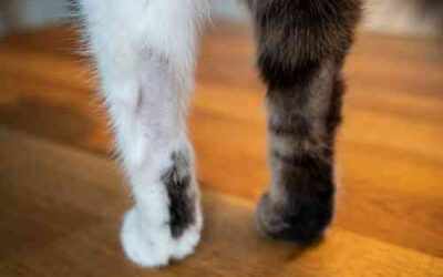 Your cat licks its paw – 5 solutions to stop this