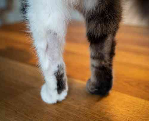 cat with a bald spot on both his paws