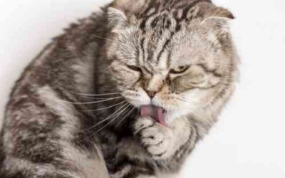 Your cat has itchy paws – How to solve this yourself.