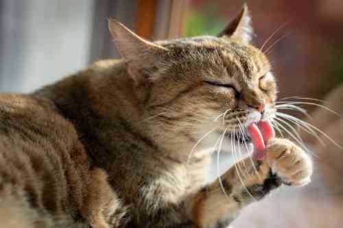 a cat licking it's paw excessively