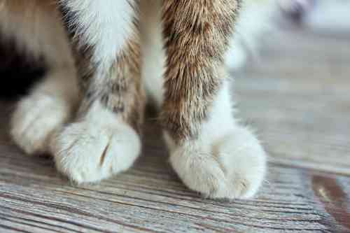 two cat paws next to each other, where one is a lot bigger due to an infection. 