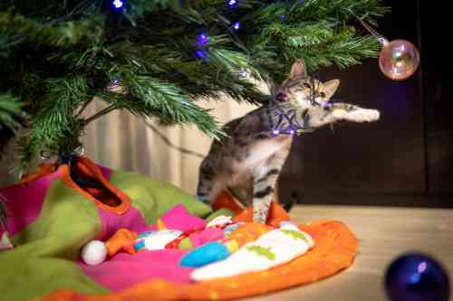 Cat might have an allergic reaction from a christmas tree