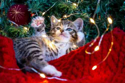 kitten is playing with the ornaments in the christmas tree, which is dangerous.