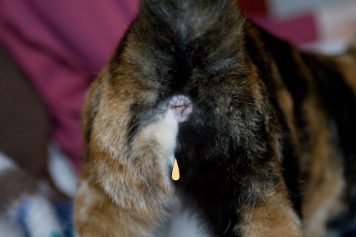 Vaginal discharge in a cat