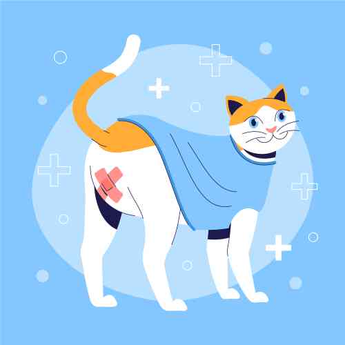 Cat with a bandaid over his anus to avoid it to protrude.