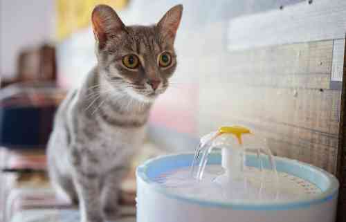 a cat drinks more water than usual if is has diarrhea.