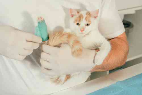 limping kitten gets a bandage for support. 