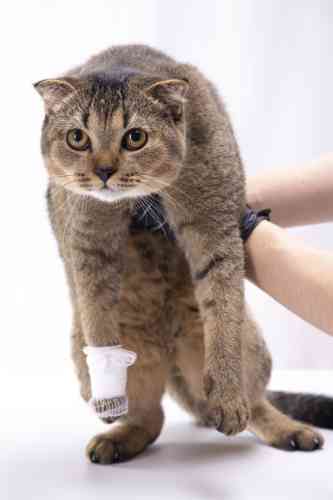 Cat with a wound on its paw gets a bandage.