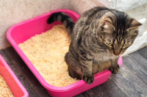Cat pees bloody urine in the litterbox