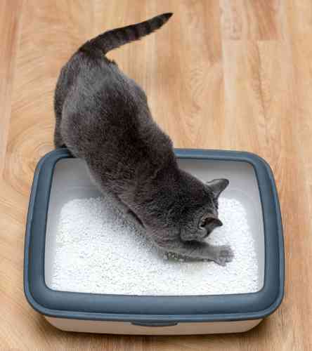 Cat has diarrhea and often visits the litterbox