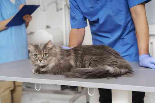 Cat with a tumor on her vulva is being examined by the veterinarian. 