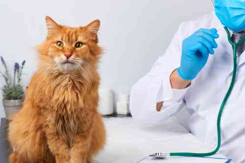 Cat with a vaginal tumor is being examined by a veterinarian. 