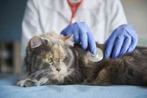 Cat with vaginal discharge is being examined by a veterinarian. 