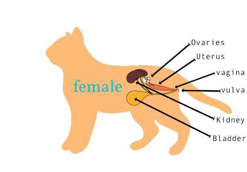 Schematic drawing of the uro-genital-system of a cat. 
