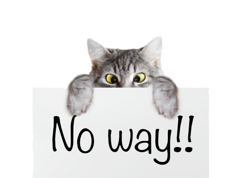Cat with a tumor on its anus doesn't want to visit the vet so it holds up a sign that says "no way!!!"