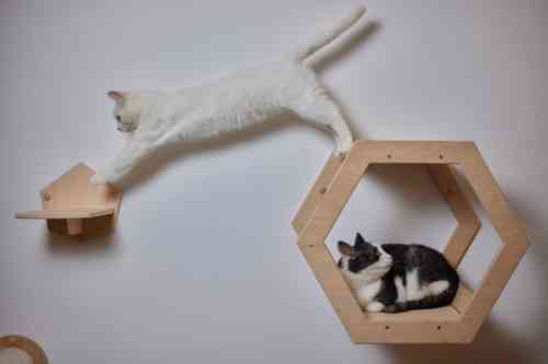 cat plays safe at home with climbing wall furniture. 