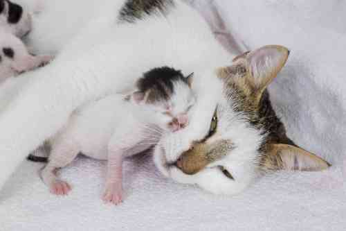 Cat wit a newborn kitten is at risk for a uterus prolaps, that is where the uterus is sticking out of her vagina. 