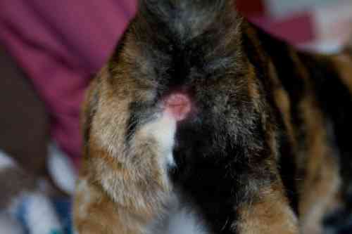 a red and inflamed anus in a cat