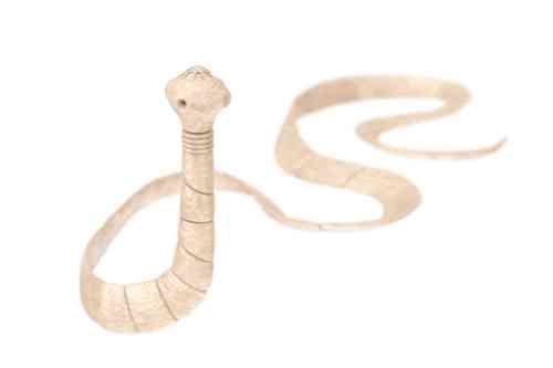 a tapeworm image that may live in a cat