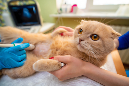 an ultrasound is performed by a verterinarian on a cat that has bloody urine. 
