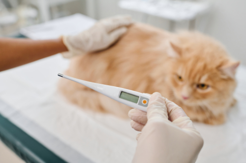 temperature measurement in a cat  by a veterinarian. 