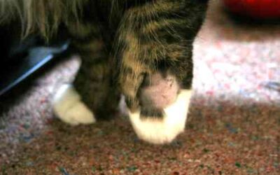 Your cat has a growth on his paw – What to do?