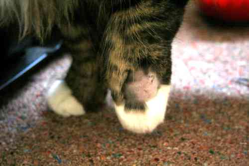 growth on the paw of a cat
