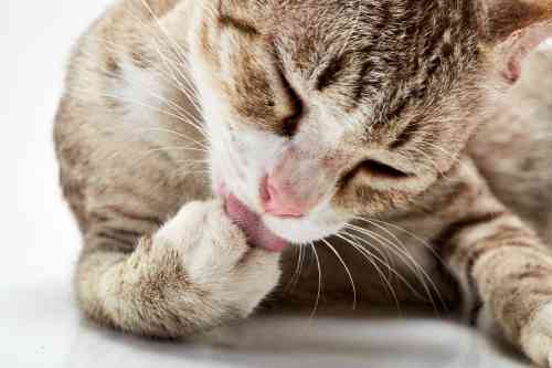 Cat licks its paw because it sprained its leg