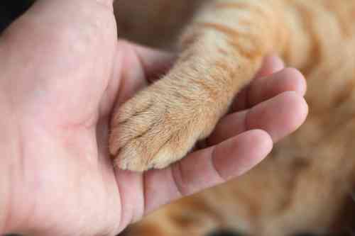 owner hold the paw of his cat