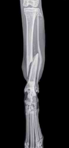 x-ray of a broken leg in a cat