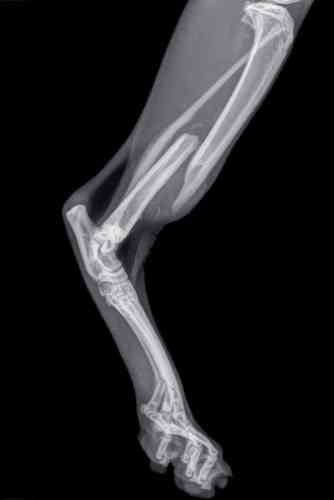 an x-ray of a fracture in the hind leg of a cat