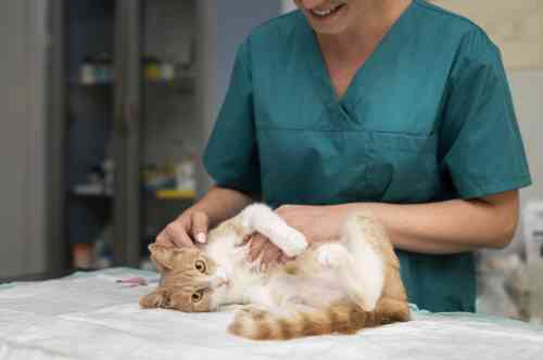veterinarian examines a cat with a possible broken leg.