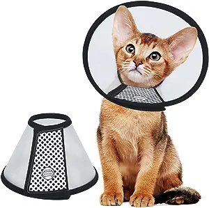 Cat with a protective collar