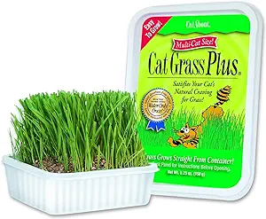 cat grass
