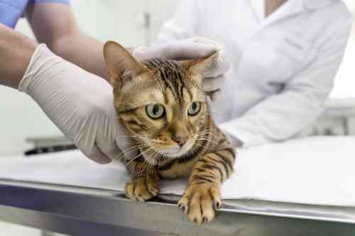 cat is being examined by a veterinarian because the owner thinks her cat has a broken tail 