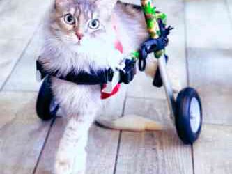 Paralysed leg or legs in your cat – How does it happen?