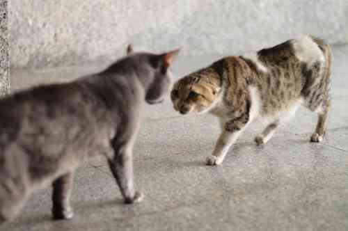 Cat's fighting because one of them has a crooked tail and is misunderstood by the other cat
