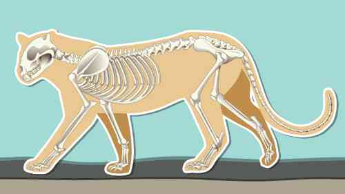 image of the skeleton of a cat showing his anatomy. 