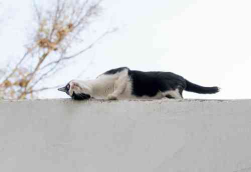 a cat that is balancing on the rooftop needs a fine working tail 