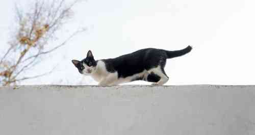 Cat with a shorter tail has problems while balancing on the roof