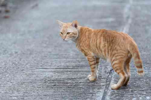 Cat with a limp tail on the street.