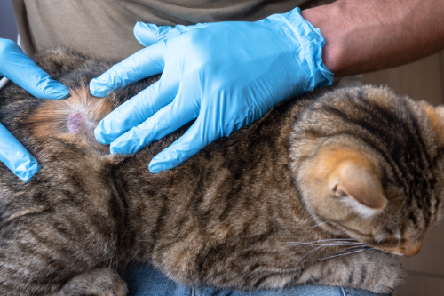cat with fungal disease causes scabs on his tail
