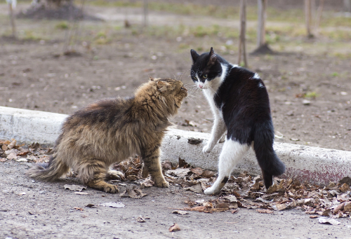cats fighting with a result of scabs on the tail 